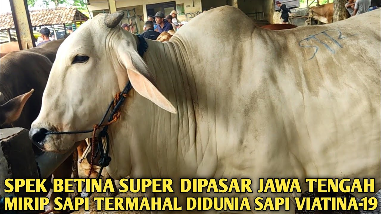 MENEMUKAN SAPI YANG MIRIP DENGAN SAPI TERMAHAL DIDUNIA YAITU VIATINA-19 DIPASAR SAPI JAWA TENGAH