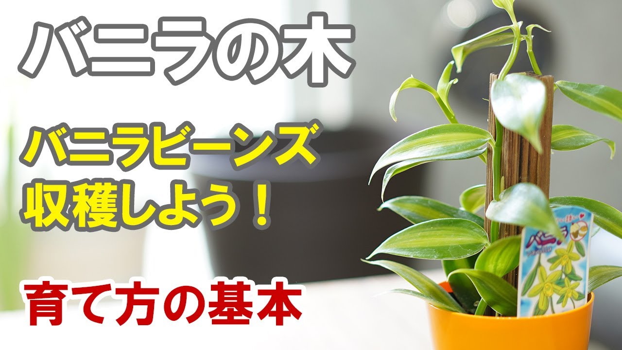 バニラの木の育て方　実はランなんですよ！花を咲かせてバニラビーンズを収穫！