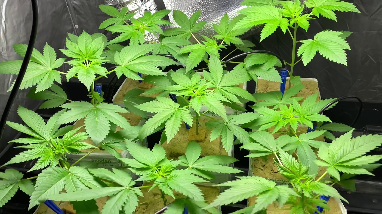 #2 Critical Orange Punch WEG DAY 22 (dutch-passion)