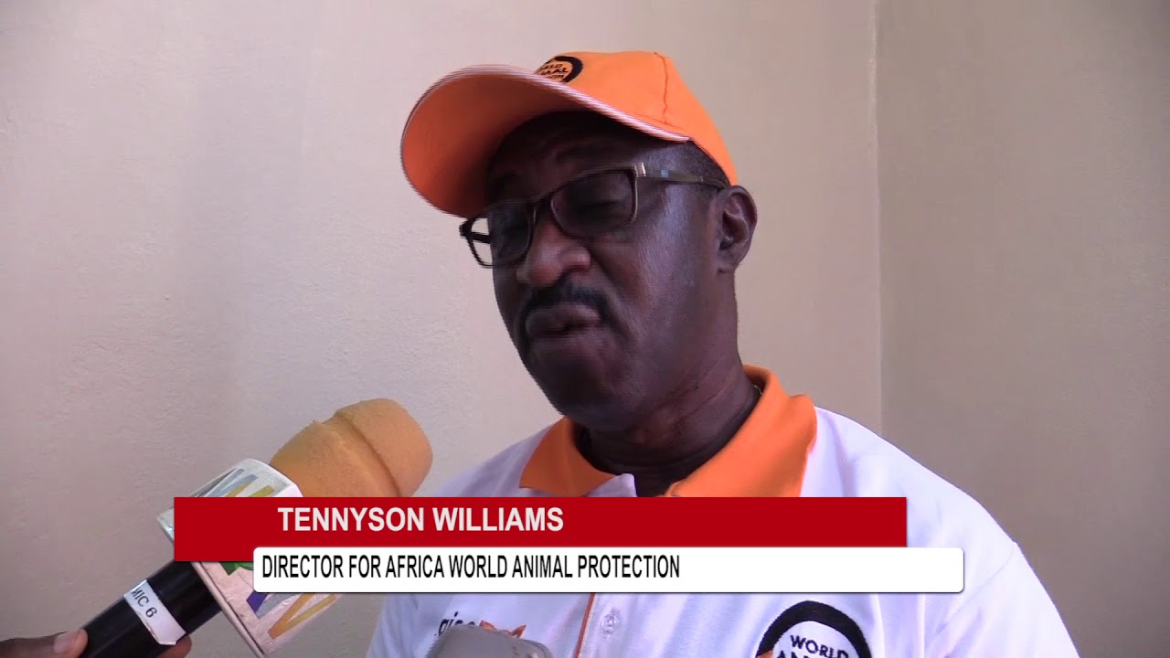 Humane Dog Population Management in Freetown