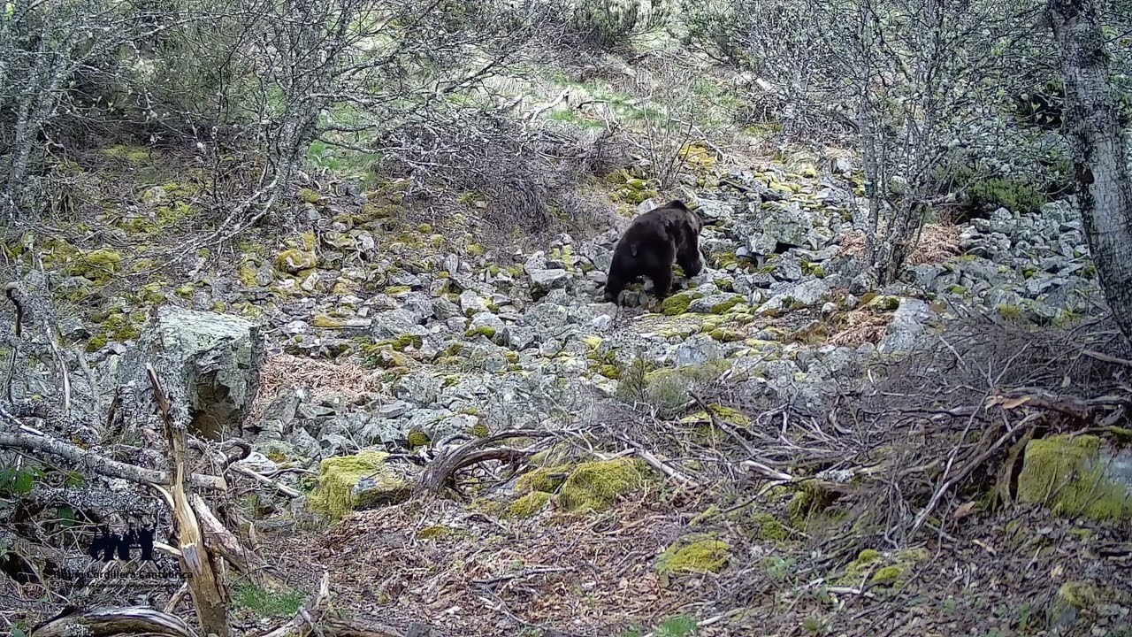 OSA CON OSEZNO de 2&ordm; a&ntilde;o PERSEGUIDA por un GRAN OSO (Ursus arctos)