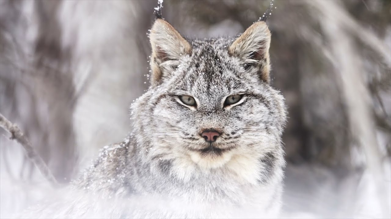 Expédition lynx 2023
