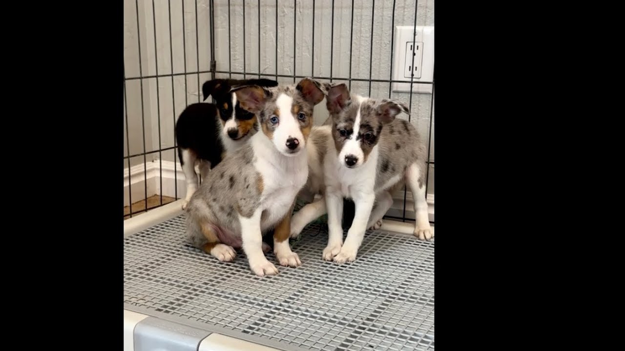 Boop, Zip, Zing & Buzz - Bella BaSheltie Pups!  #basenji #basenjihybrid #basheltie #sheltie 