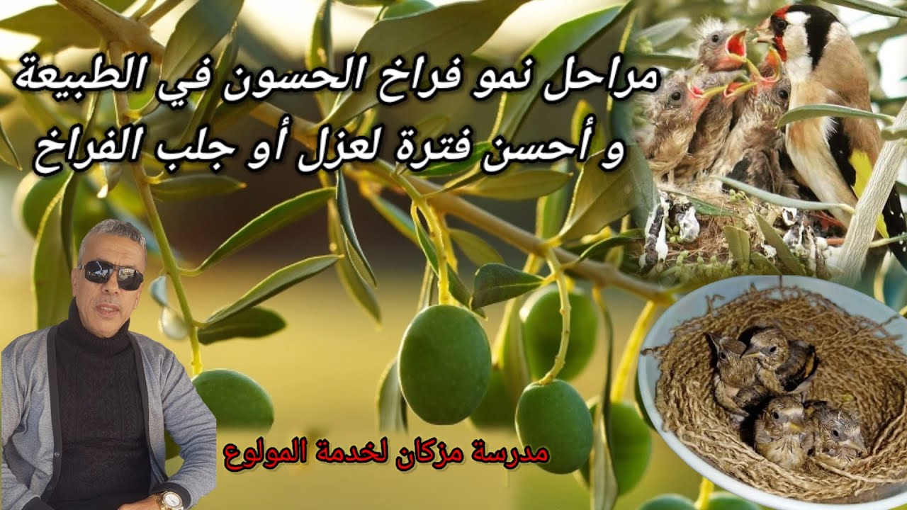 مراحل نمو فراخ الحسون في الطبيعة، و أحسن فترة لعزل أو جلب الفراخ