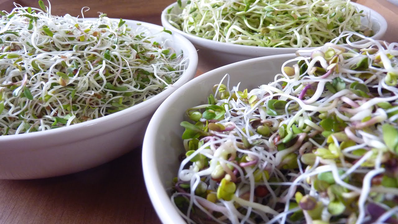How to Sprout at Home - Day-by-Day