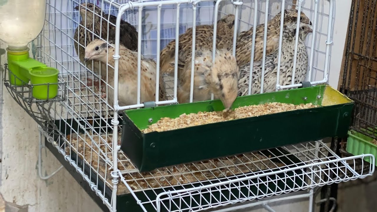 صنع قفص لتربية السمان البياض / Making a cage for raising laying quail