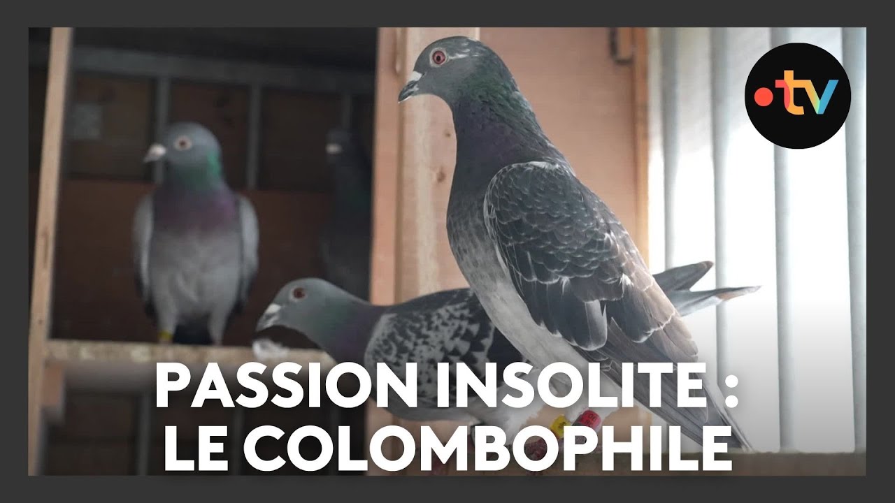Passion insolite, le colombophile