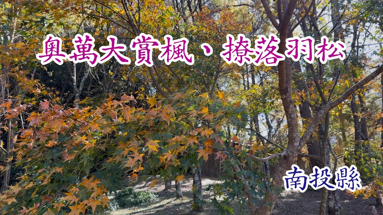 奧萬大賞楓、撩落羽松、清境看日出（兩天ㄧ夜輕旅行）南投縣