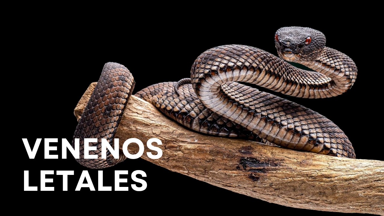 Los 10 Animales M&aacute;s Venenosos del Planeta | Documental Completo