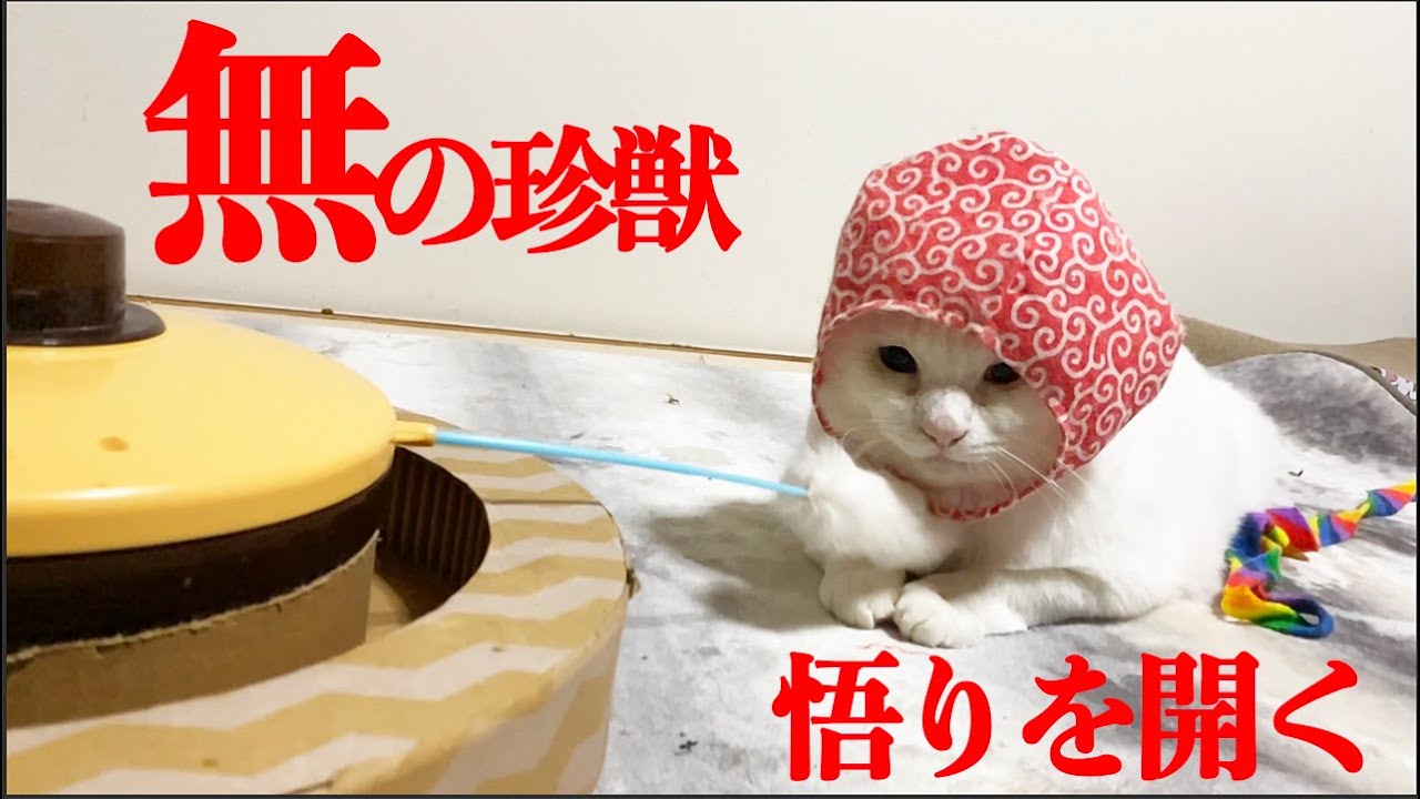 白猫型珍獣、猫の悟りを開いて無の境地に至る The zazen cat