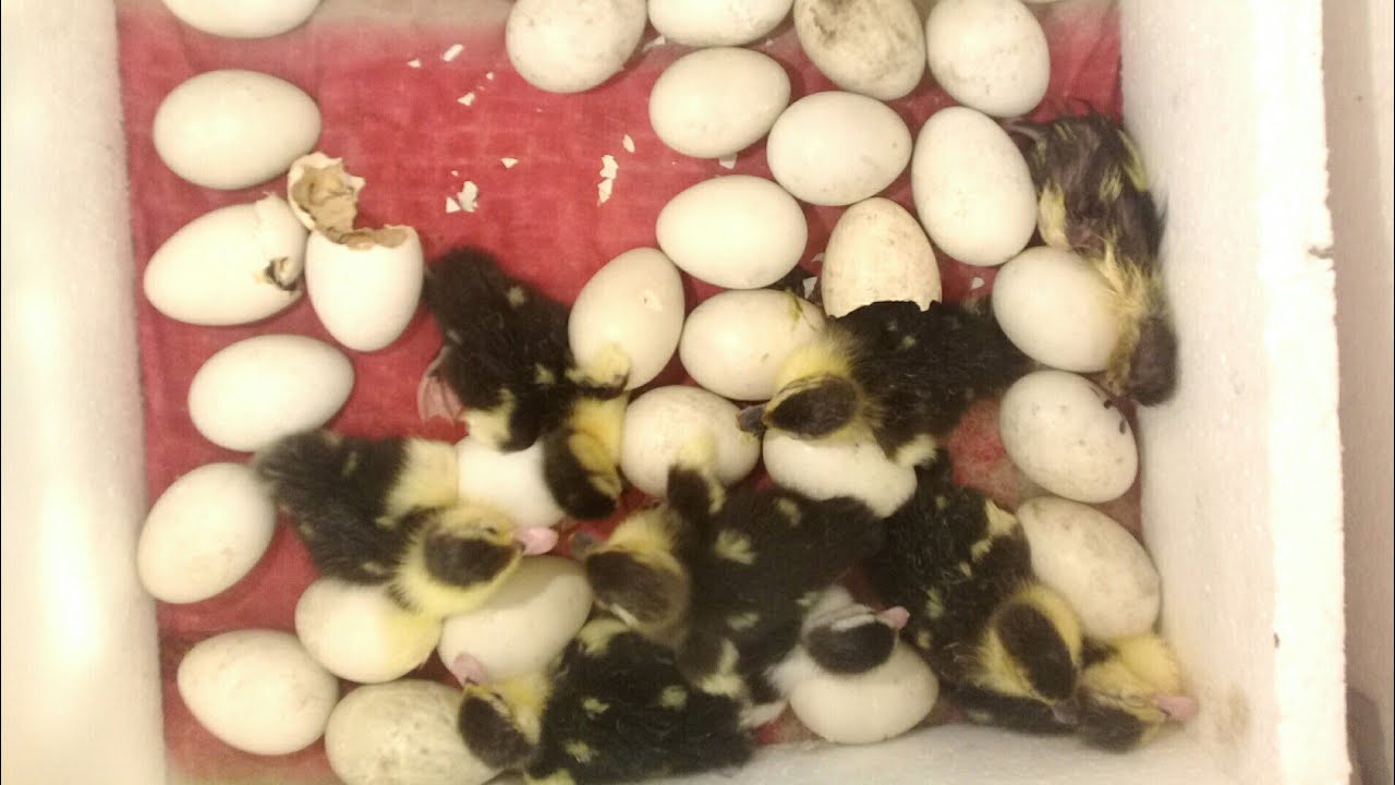 যে কারণে চিনা হাঁসের ডিম ইনকিউবেটরে ফোটে না