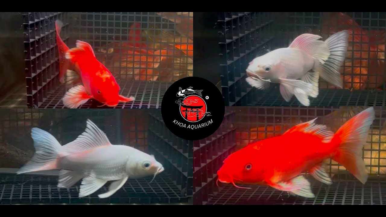KHOA AQUARIUM | PHI TẦN CỬU CÁP ĐỎ & TRẮNG PHẨM CAO CẤP , CHUẨN NHẬP KHẨU HIỆN TẠI CÓ TẠI SHOP