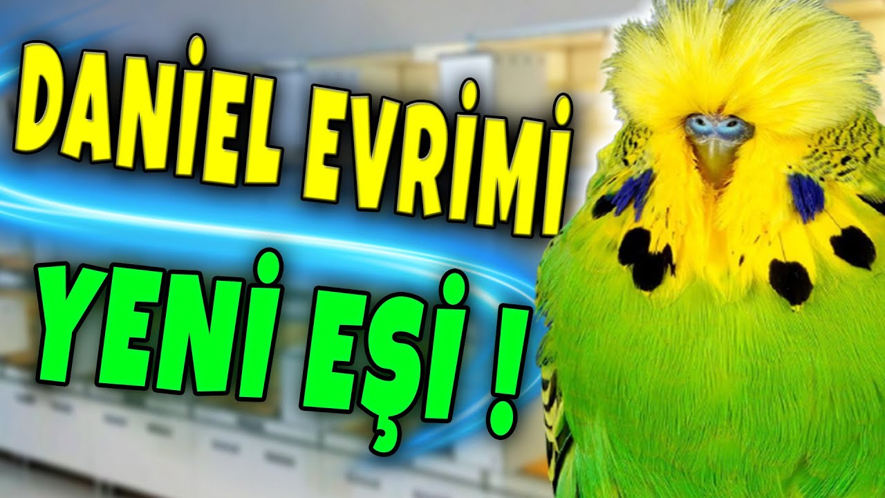 SHOW MUHABBET KUŞU DANİELİN EVRİMİ ! YENİ EŞİ VE YAVRULARI