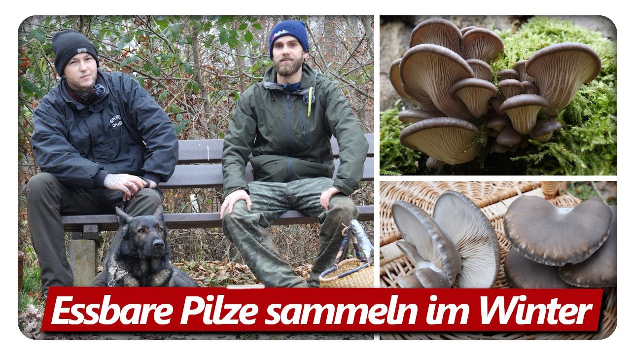 Austernpilze sammeln | Speisepilze sammeln im Winter