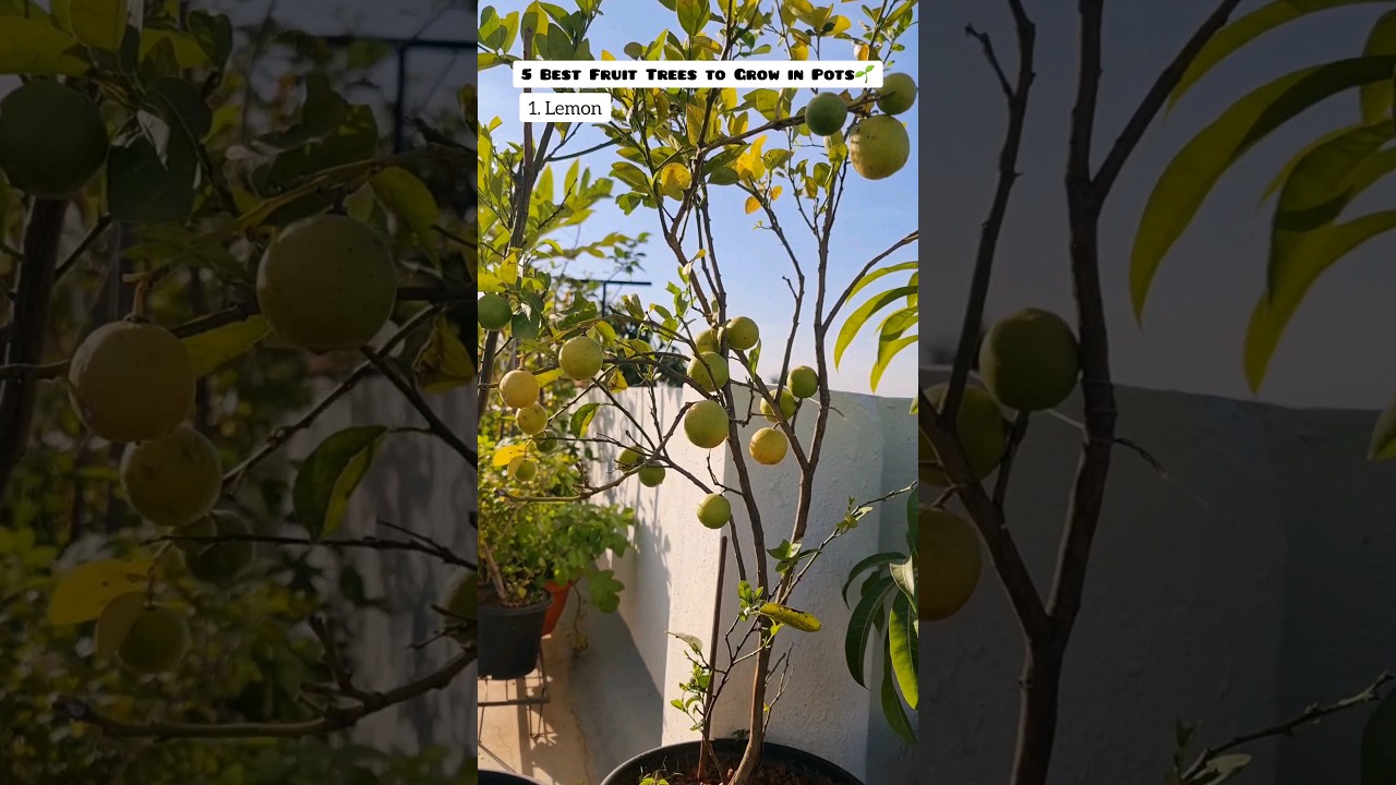 5 Best Fruit Plants to Grow in Pots🌿 #terracegarden #shorts #youtubeshorts