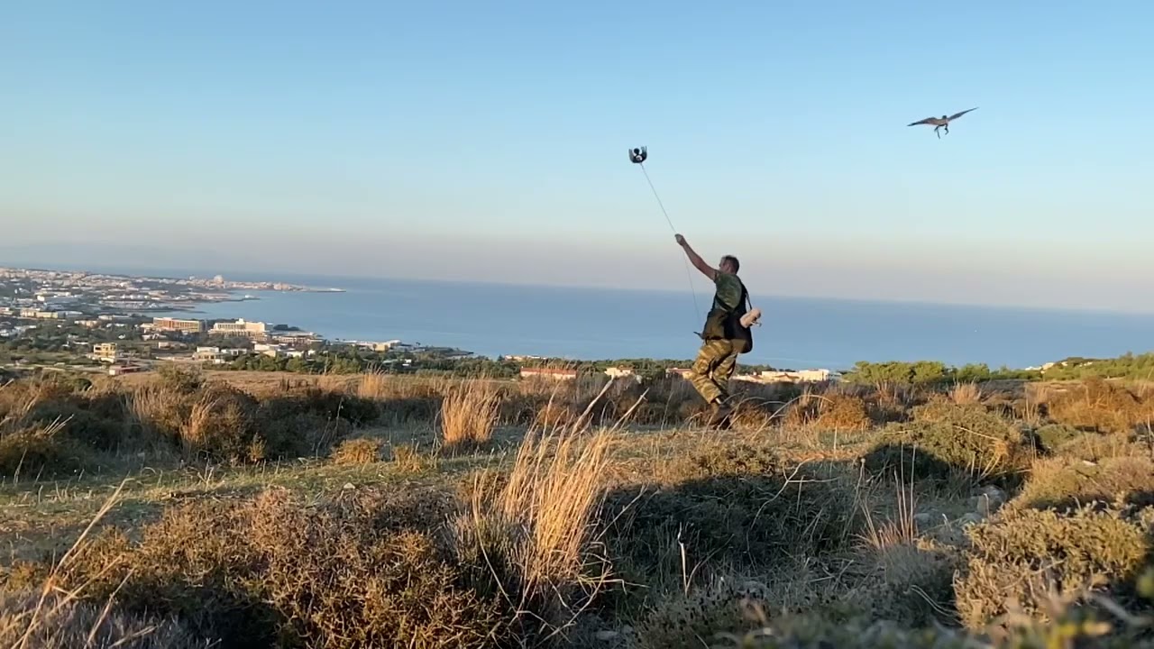 Haggard Tiercel Peregrine Falcon Lure Training 4