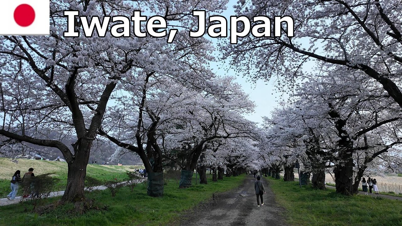【vlog】2 Days trip to Iwate, Japan, April 2025
