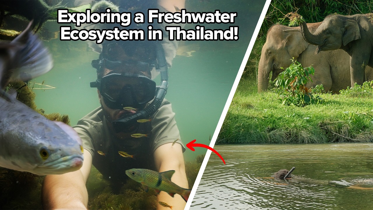 Thailand’s River That Looks Like A Real Life Planted Tank! Giant Snakeheads, Barbs, Rasboras & More!