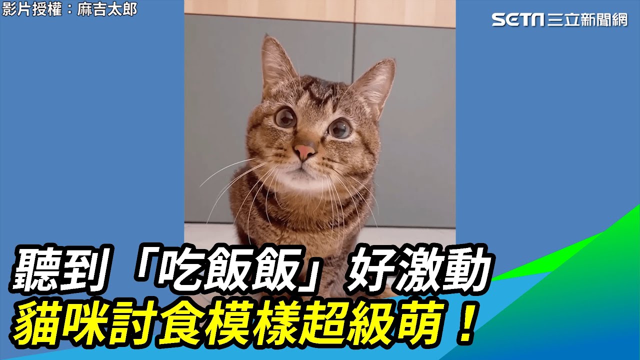 聽到「吃飯飯」好激動　貓咪討食模樣超級萌！｜三立新聞網 SETN.com