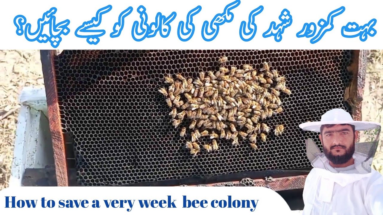 How to save a very week honey bee colony / dying colony | Beekeeping | Bee Farming