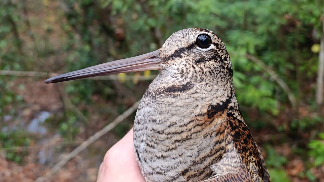 2025-2026 ZONGULDAK ÇULLUK AVI PART 1 #setter #ferma #çulluk #woodcock #hunter #beccacia  #μπεκάτσα