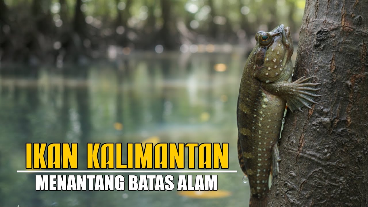 Ikan Kalimantan!!! Hewan Aneh Penghuni Hutan Mangrove