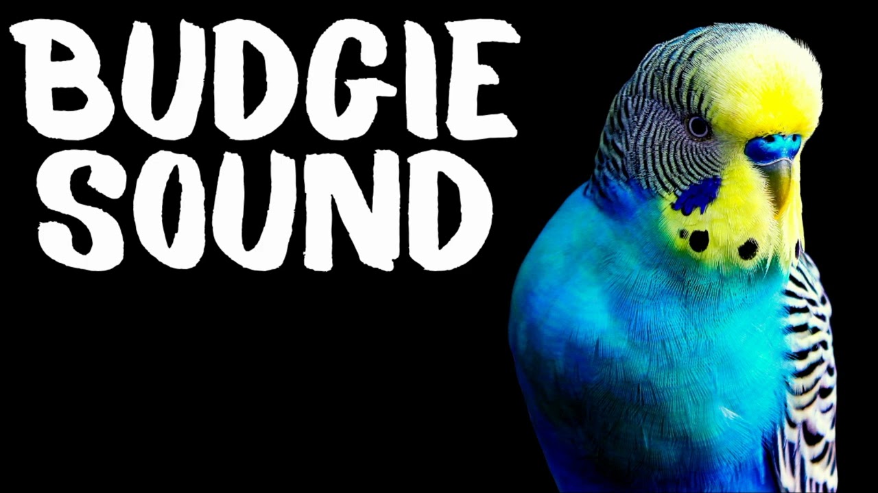 Budgie Singing, Budgie sounds, Budgerigar Chirping