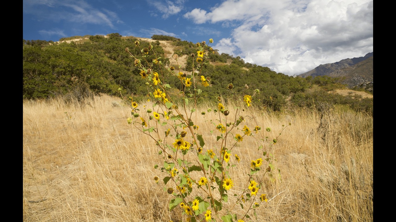 The origins of agriculture, with the Common Sunflower (Helianthus annuus)