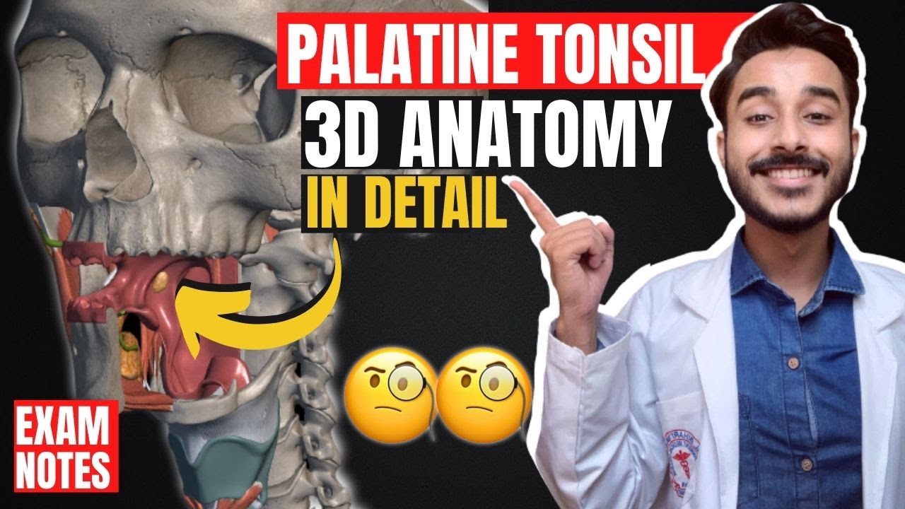 Palatine Tonsil Anatomy 3D | blood supply of palatine tonsil | anatomy of palatine tonsil relations