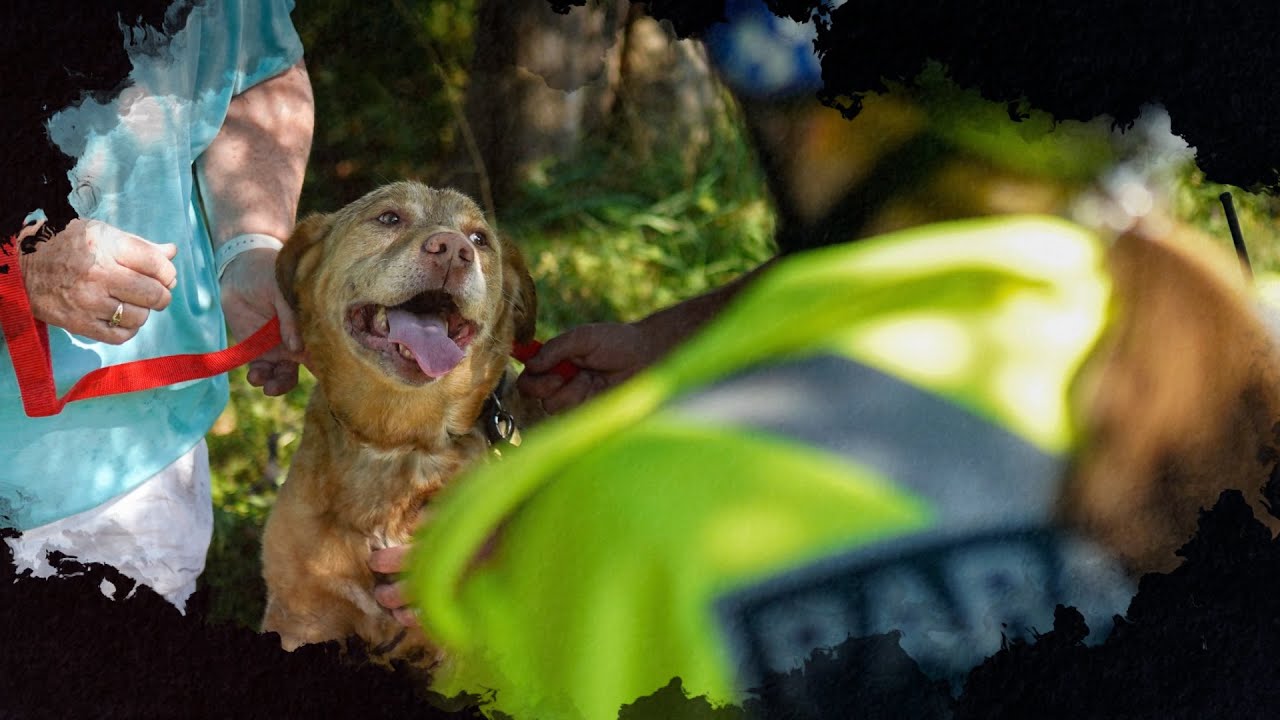 'Miracle' dog survives house fire in Debert, N.S.