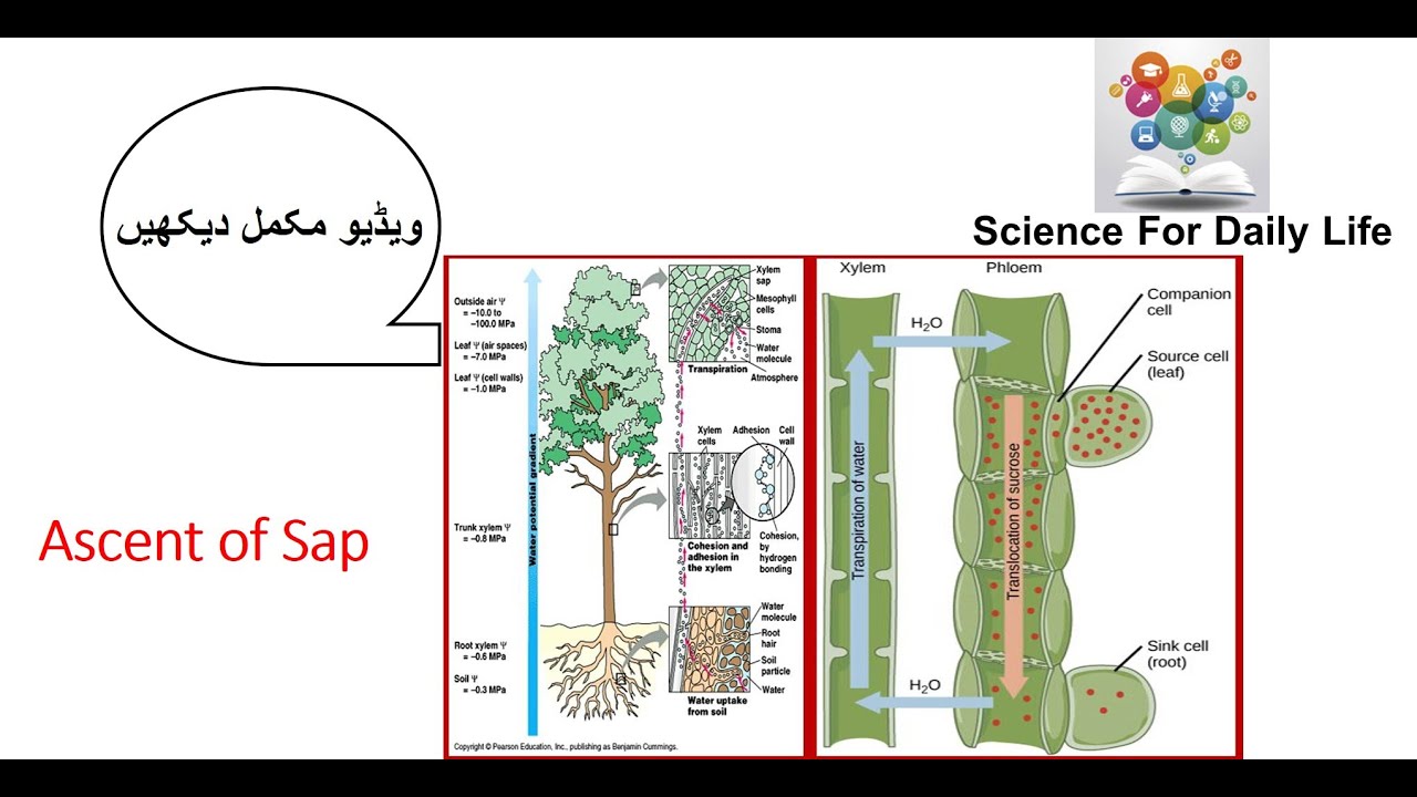 Ascent of Sap/ Transpiration pull/ Osmosis/ Water transport