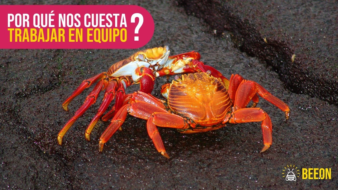 POR QUÉ NOS CUESTA TRABAJAR EN EQUIPO?