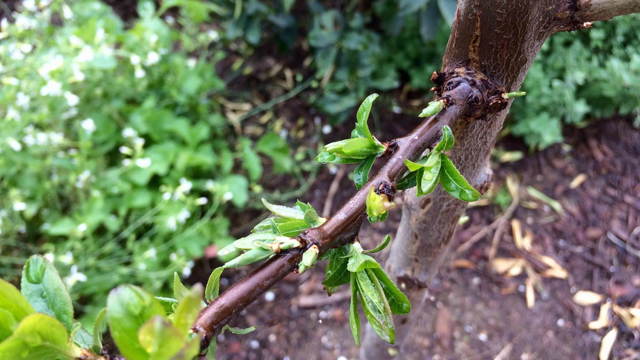 Pruning Inward Growing Buds - Dapple Dandy Pluot