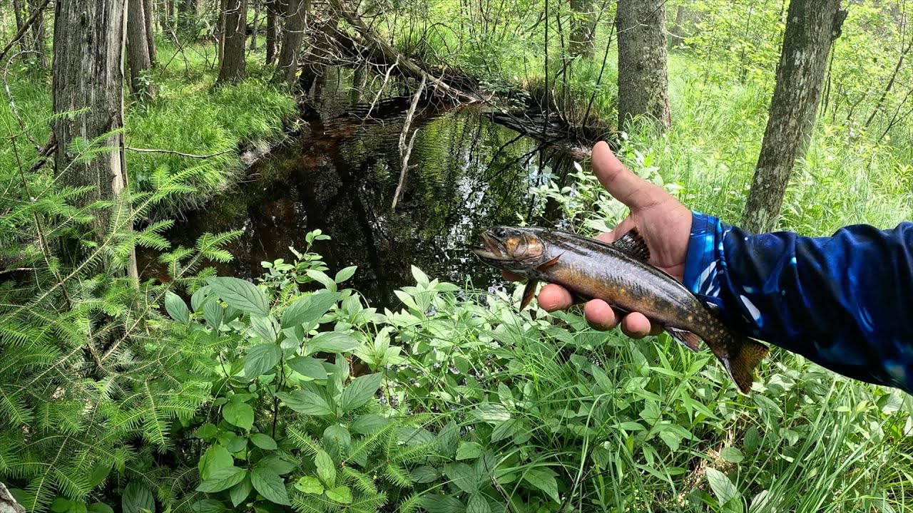 Michigan's Upper Peninsula Swamp Fishing!  #brooktrout