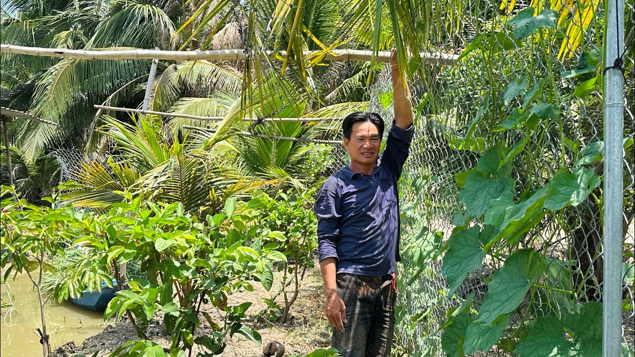 Tranh Thủ Thời Gian Để Làm Cho Xong Công Việc Này| Hương Trúc Miệt Vườn 