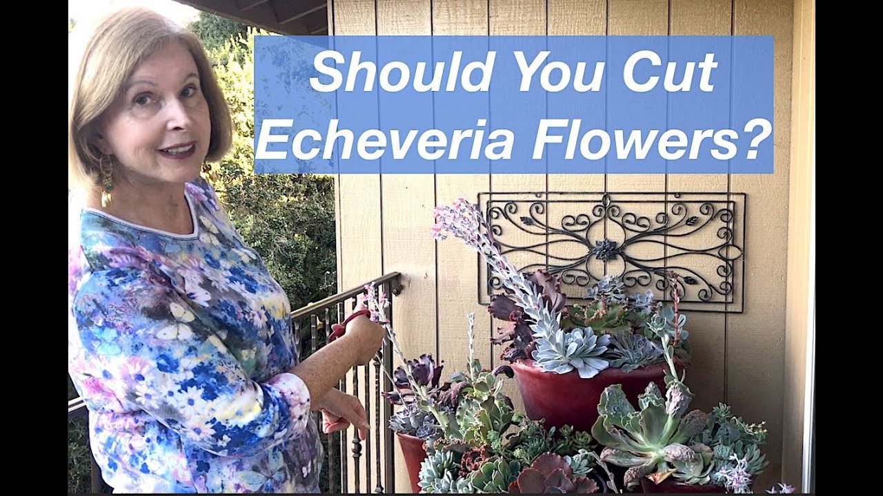 Should you Cut Echeveria Flowers?