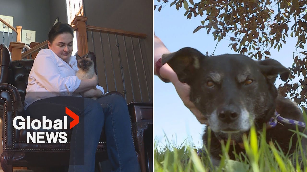 Calgary pet owners raise concerns over 