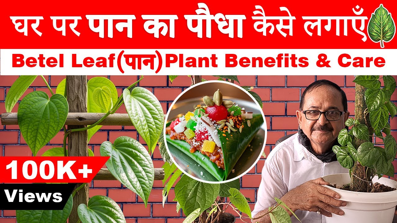 घर पर पान की बेल कैसे लगाएँ I Betel Leaf पान Plant Benefits & Care #betelleaf #paan