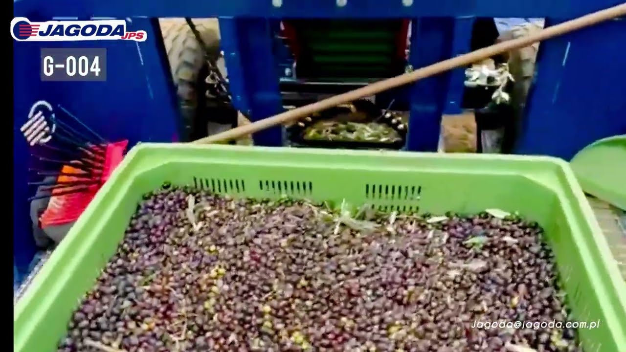 Raccolta Olive con Scuotitore JAGODA G-004&ndash; Dallo Scuotimento del Tronco alla Raccolta Perfetta