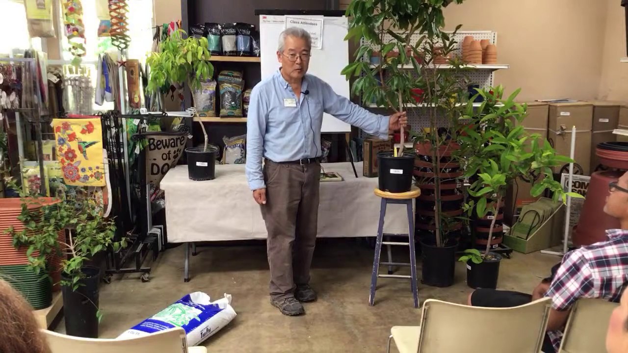 Growing Lychee, Longan, Rose Apple, & Wax Apple | LIVESTREAM