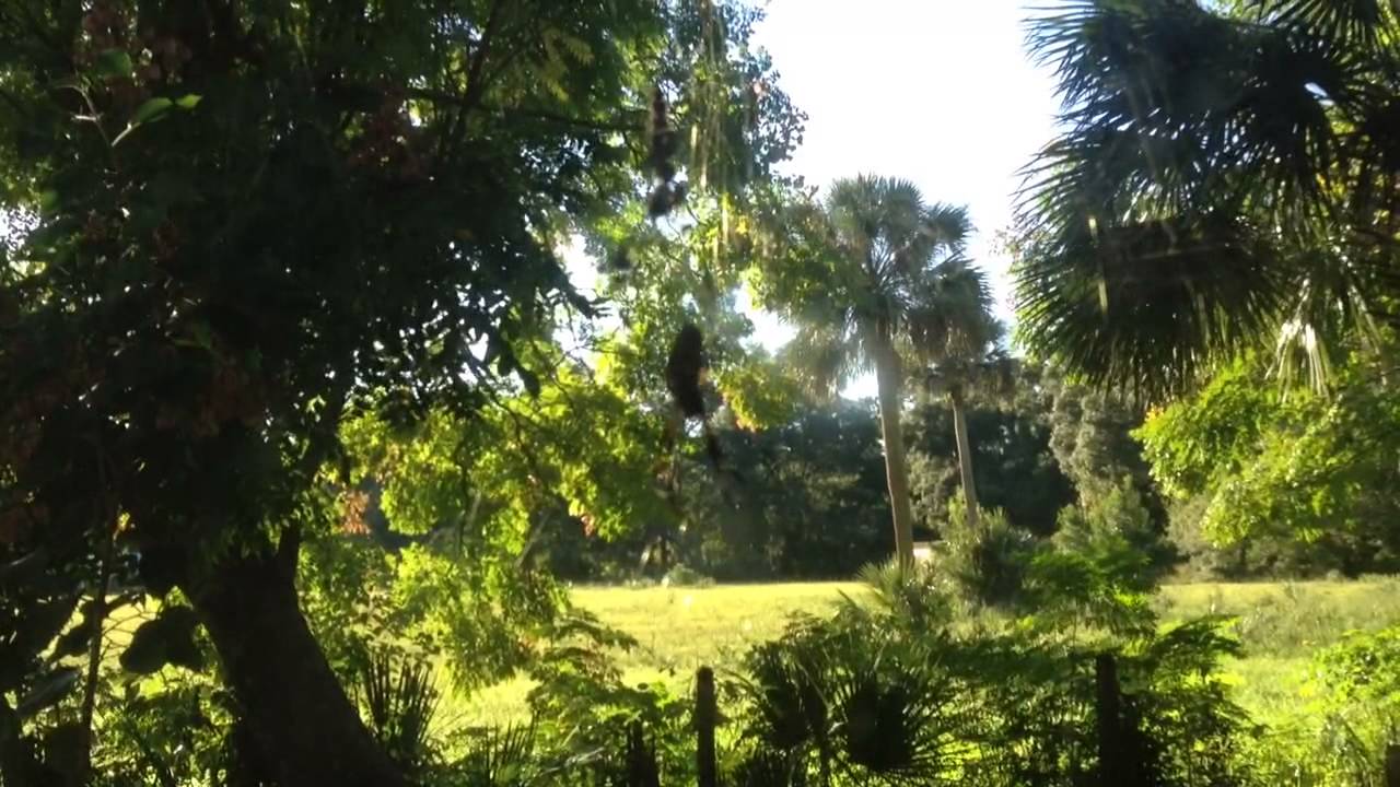 Banana Spider with two egg sacs