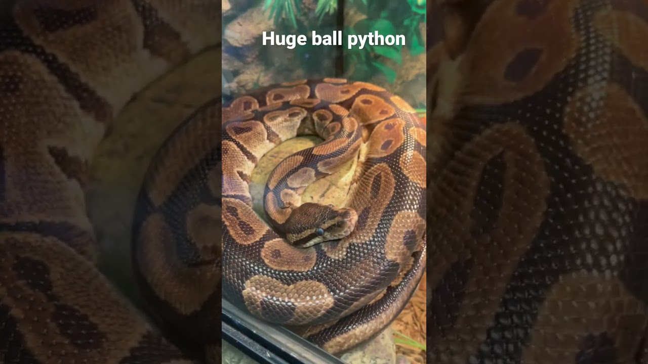 Huge normal female ball python in shed #shorts #ballpythonlove #reptiles #shedding #ballpython🔥🔥🔥