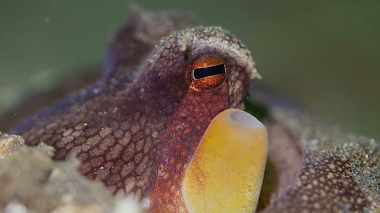 Lembeh 11