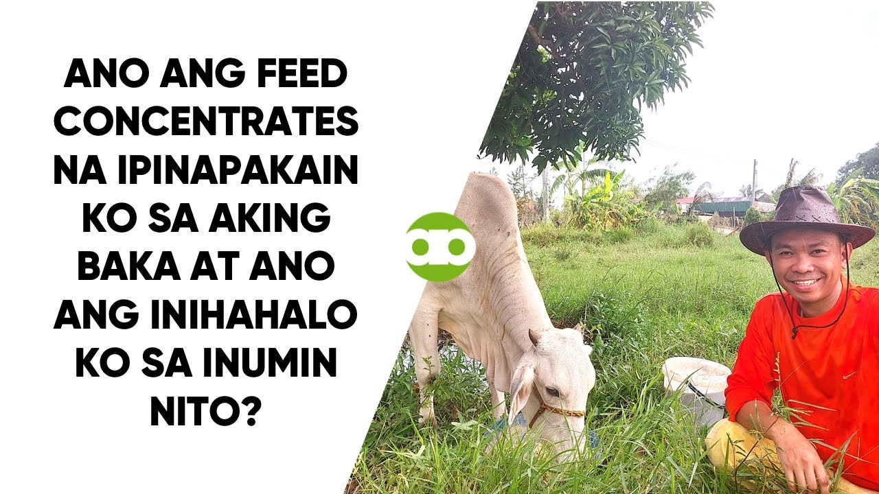 Ano ang Feed Concentrates na Ipinapakain Ko sa Aking Baka at Ano ang Inihahalo Ko sa Inumin Nito?