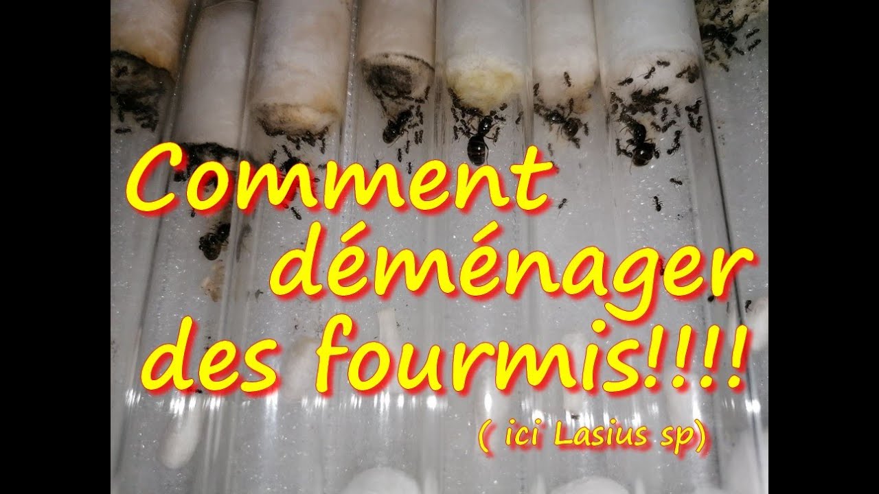 [TUTO FOURMIS]COMMENT déménager des Fourmis sans forcer,méthode douce... Ici Lasius sp noir. Medoc72