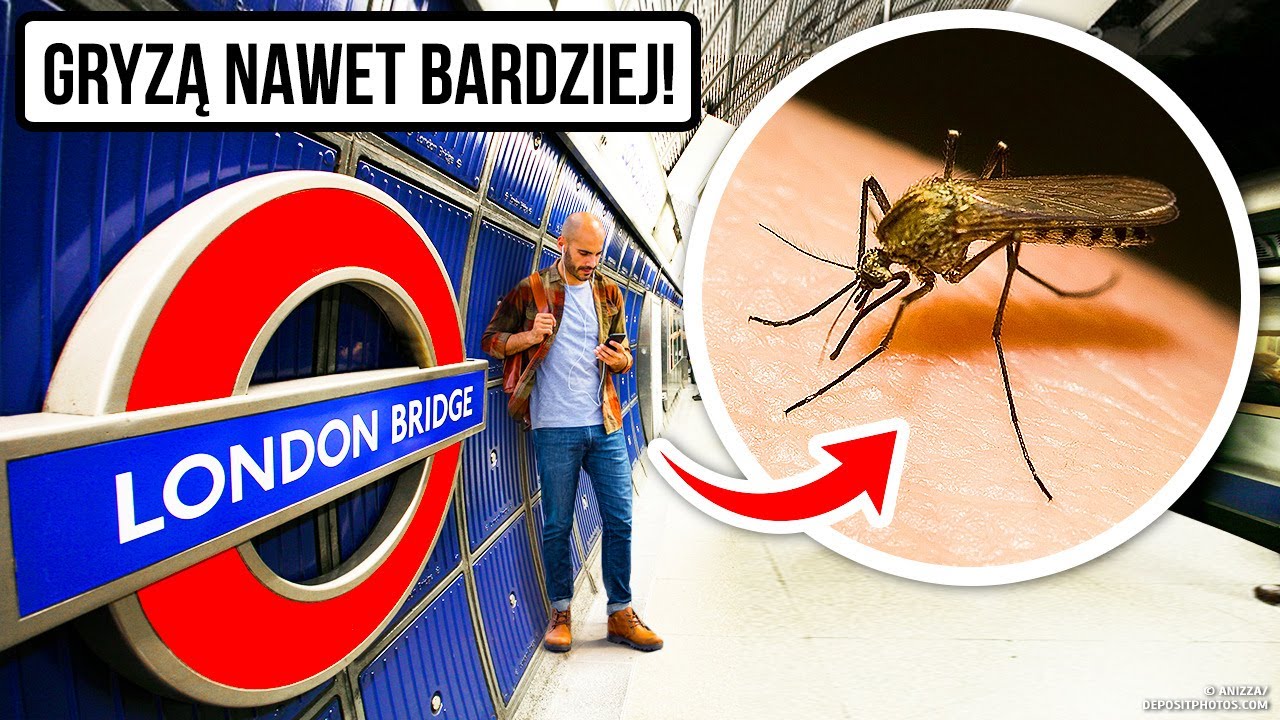 Londyński komar mutant może pojawić się niebawem i w Twoim mieście.