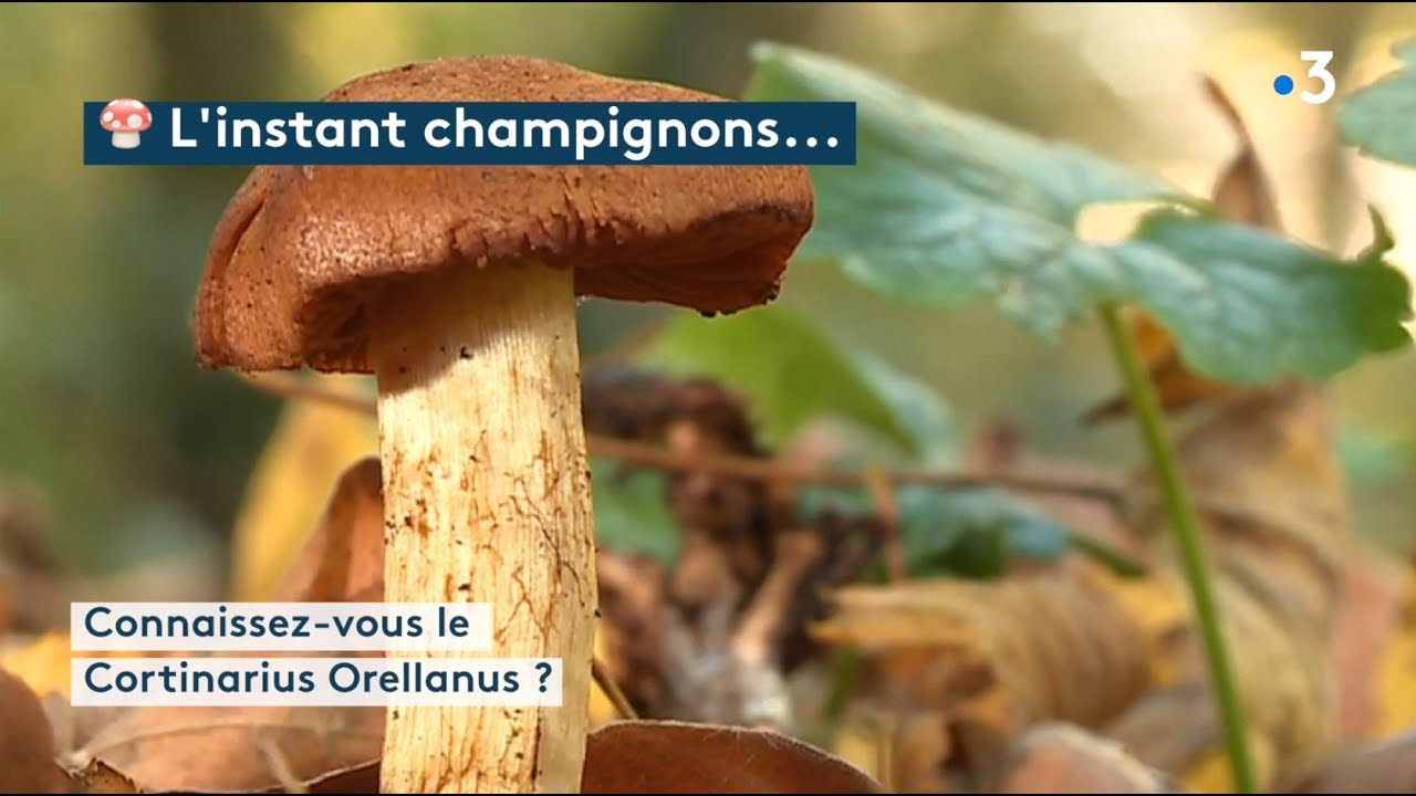 L’instant champignons  : le cortinarius orellanus