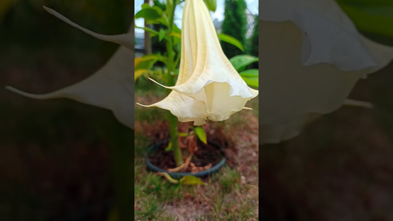 Datura Bieluń Brugmansja skąd tyle mrówek?
