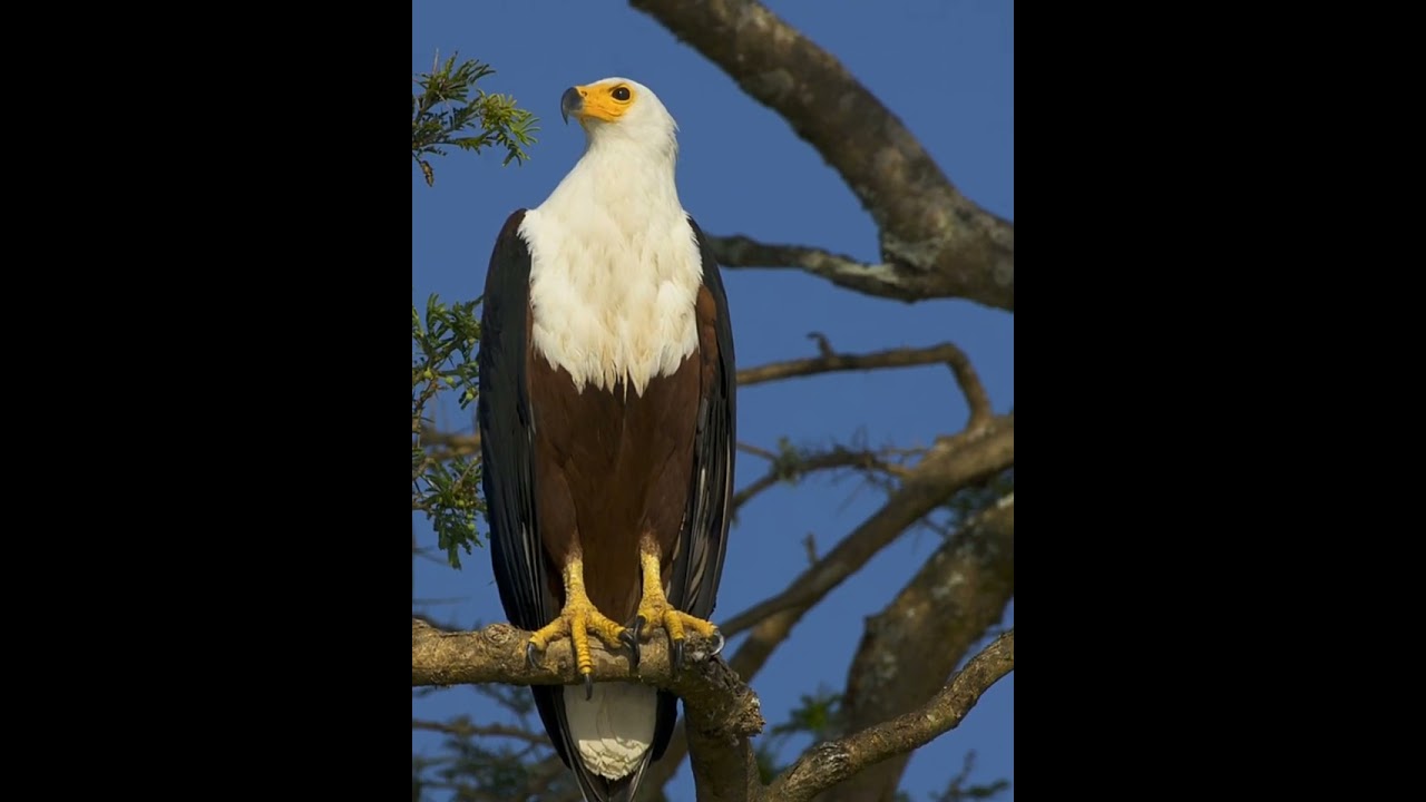 Very Cool African Fish Eagle