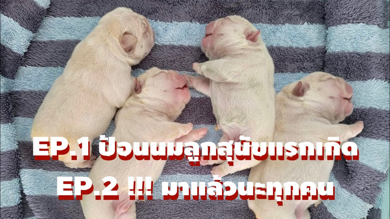 วิธีป้อนนมลูกสุนัขแรกเกิด แม่ไม่มีน้ำนม !!! [เรื่องหมาหมา EP.1]  EP.2 มาแล้ว